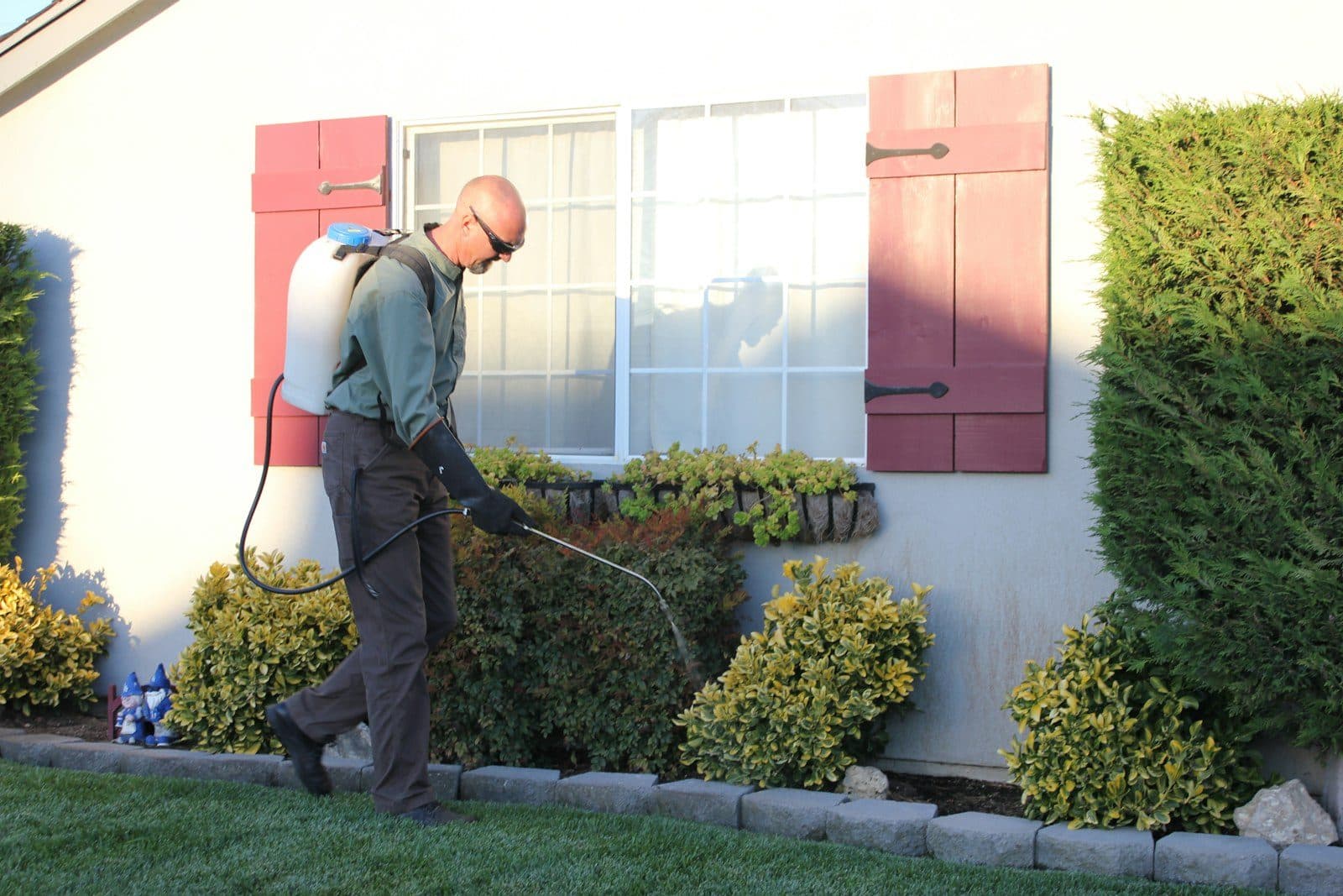 A pest control technician with a backpack sprayer treats the shrubs along the side of a house.